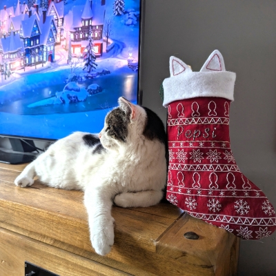 Get crafty for cats this Christmas
