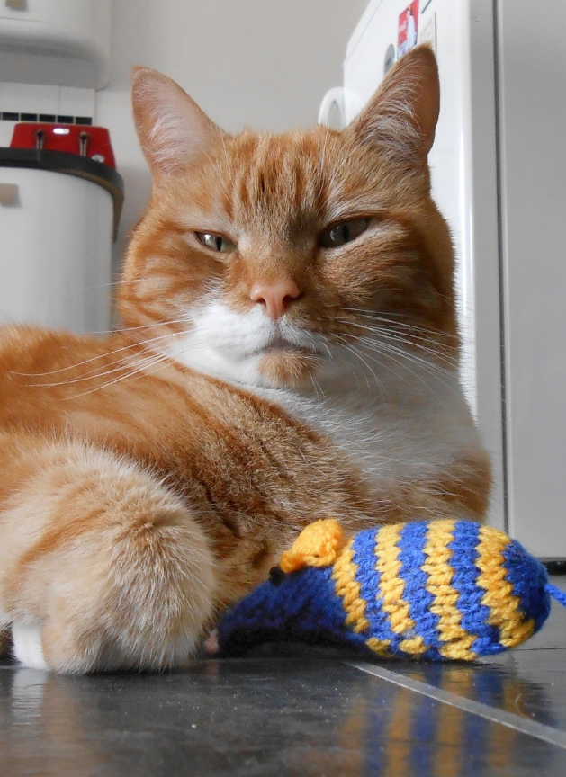Cats Protection League launches annual knitting bee: Image 1
