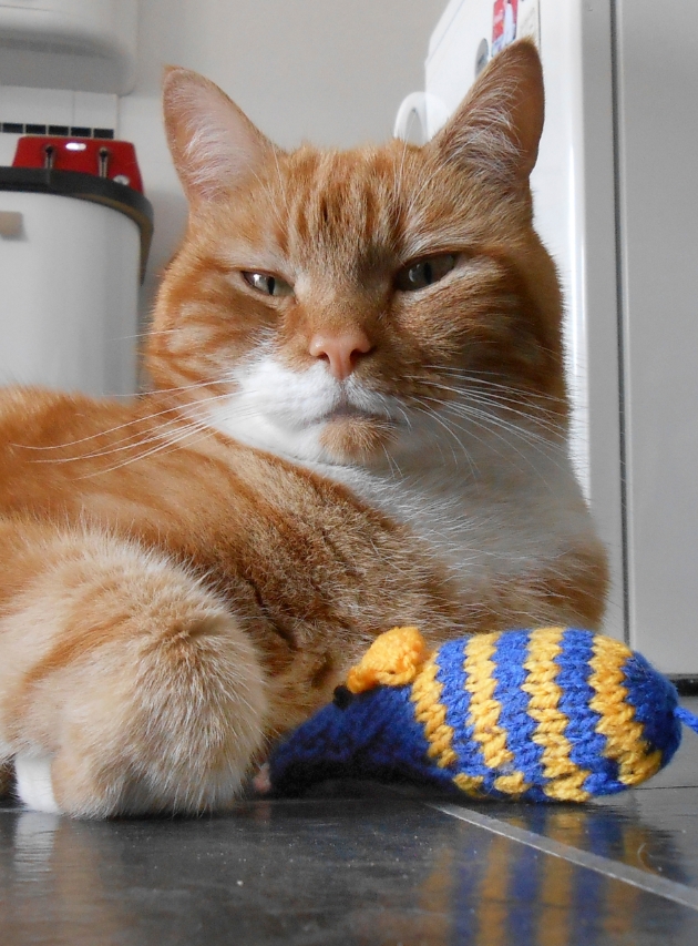 Cats Protection calls for help from knitters: Image 1