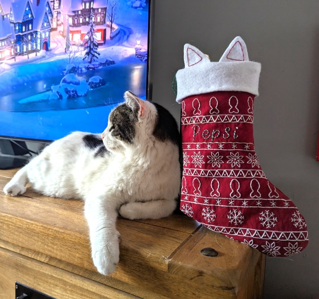 cat next to christmas stocking